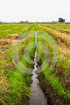 A paddy field is a flooded field of arable land used for growing semiaquatic crops, most notably rice and taro.Â 